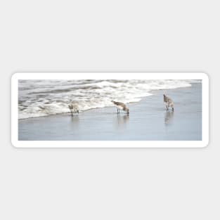 Shorebirds in the Surf - Oregon Coast Sticker